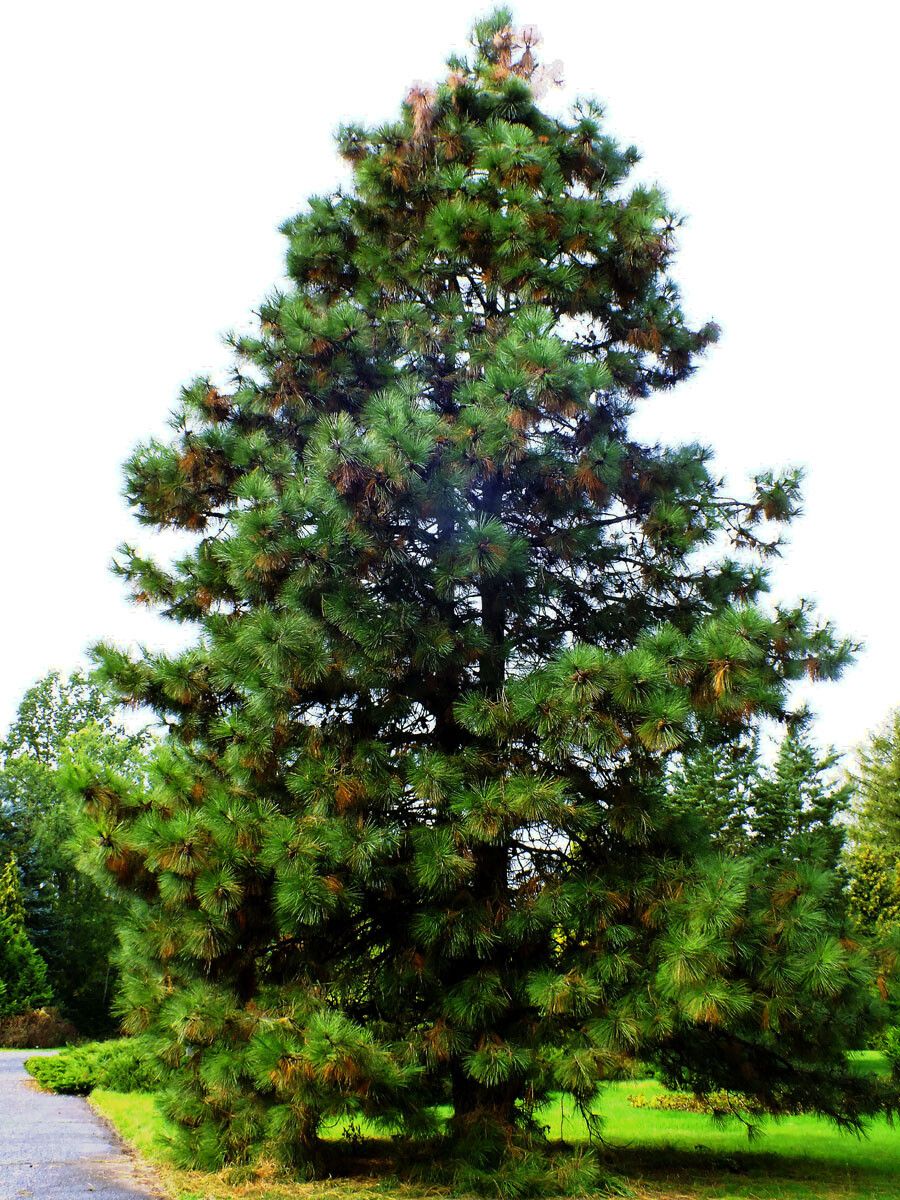 Pinus hartwegii habit