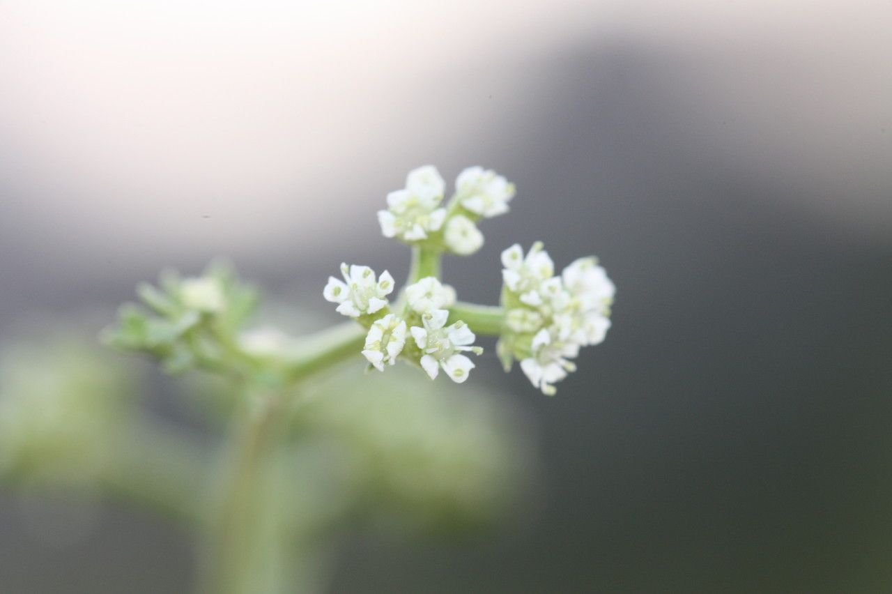 Krubera peregrina flower