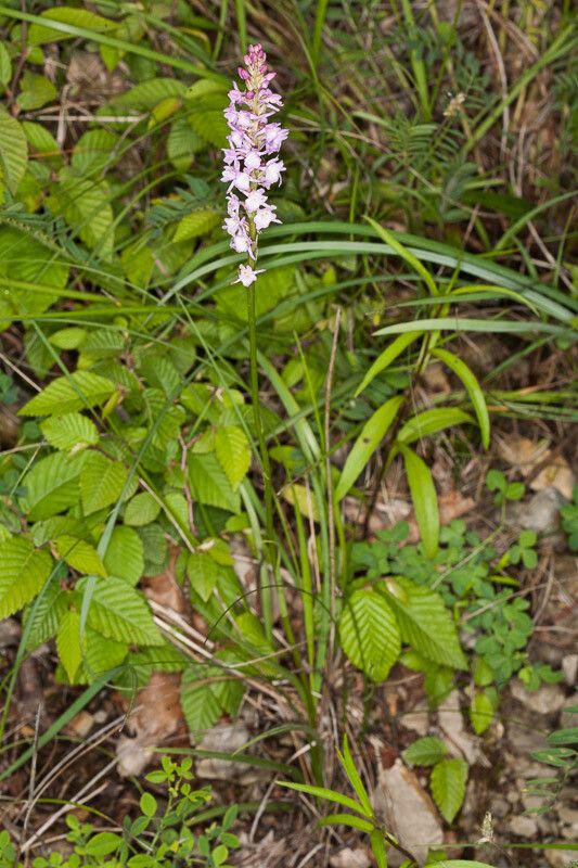 Gymnadenia odoratissima habit