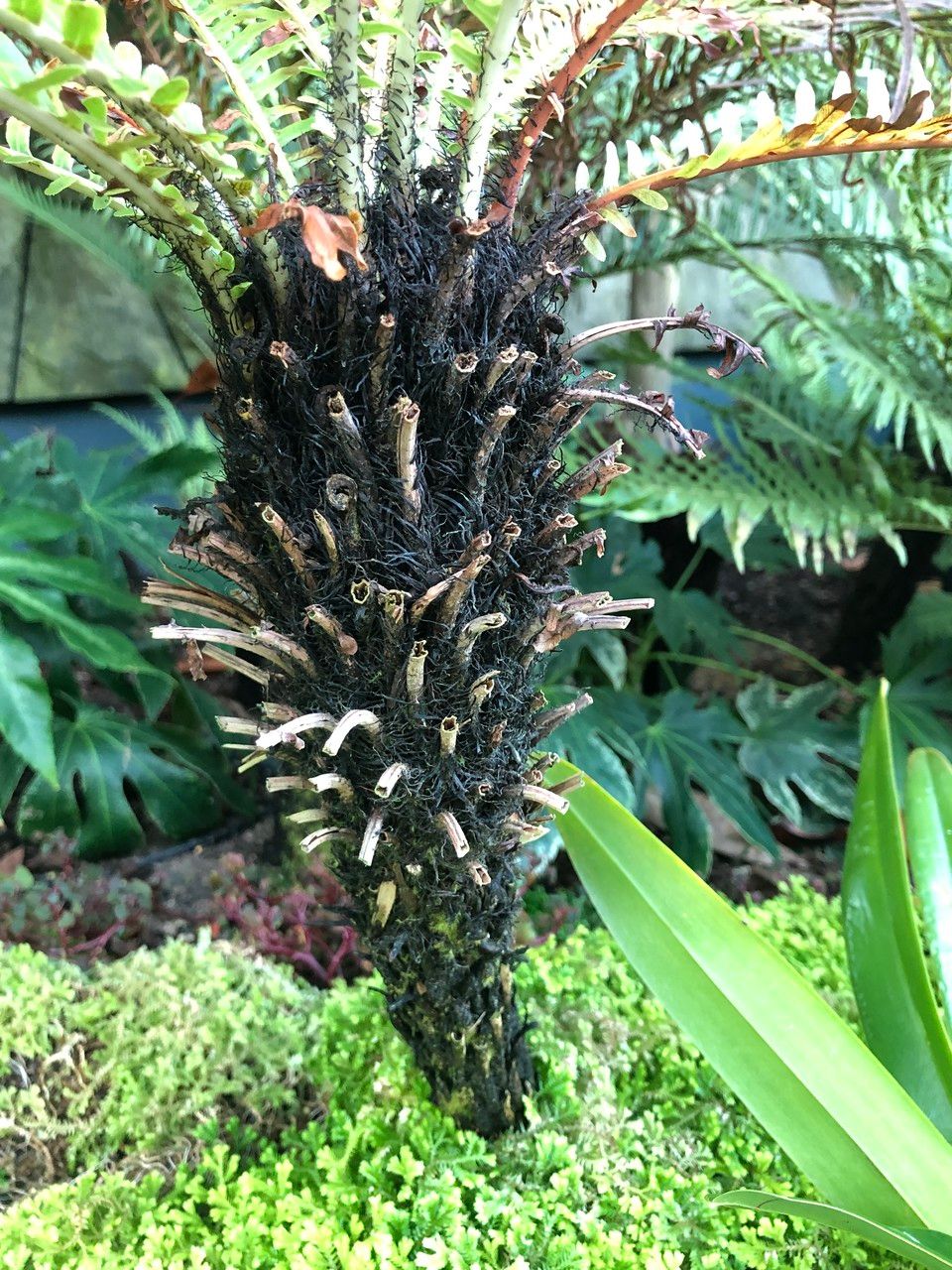 Oceaniopteris gibba fruit