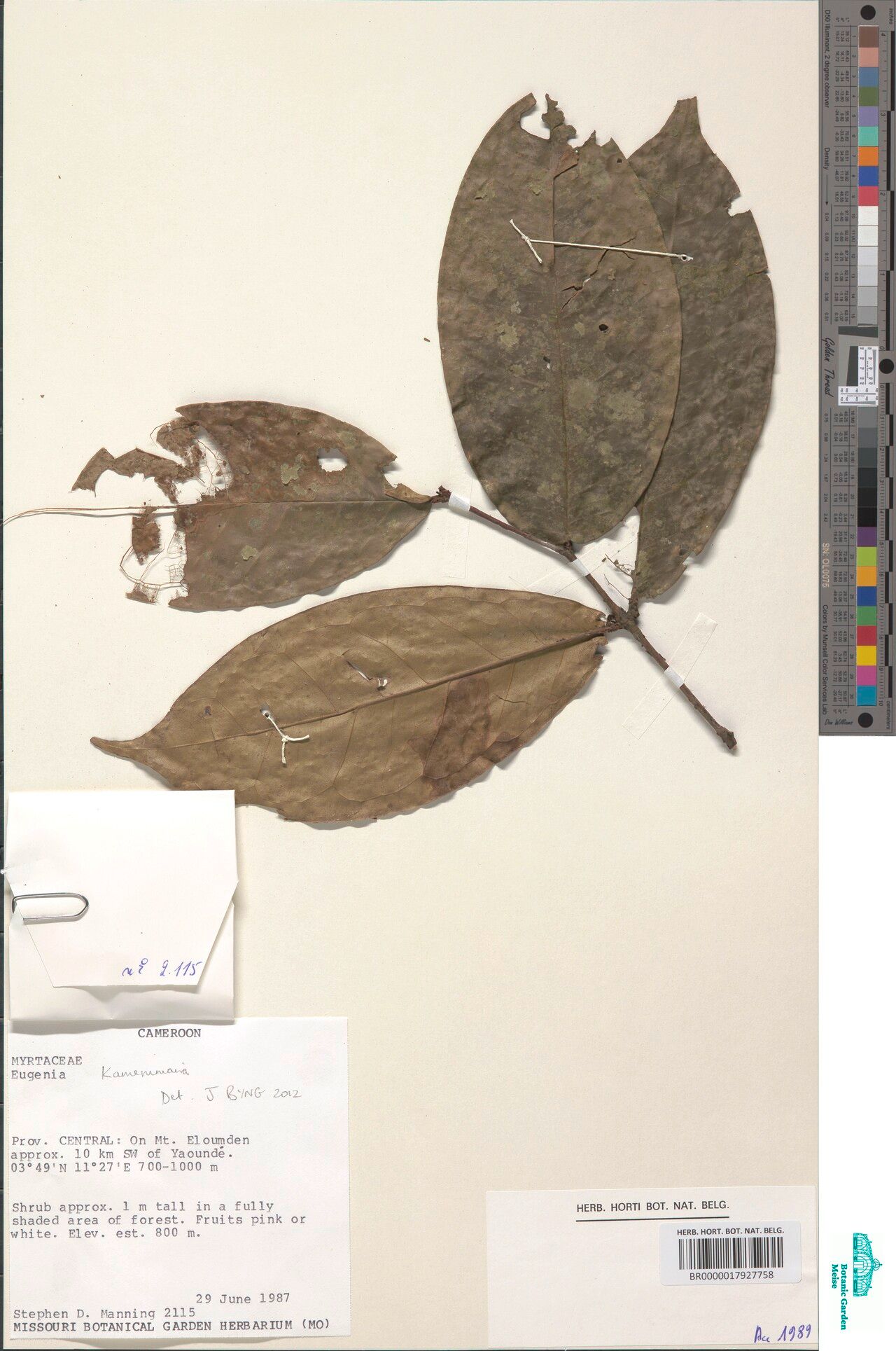 Eugenia kameruniana — houseplant care guide