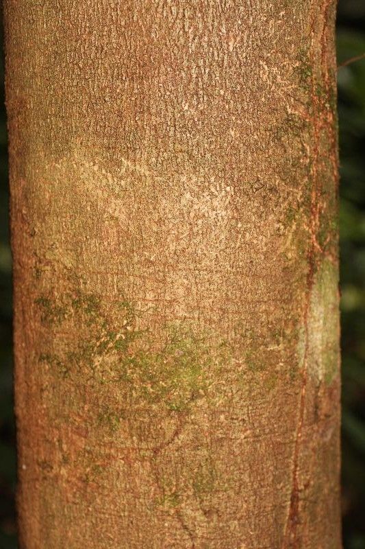 Couepia bracteosa bark