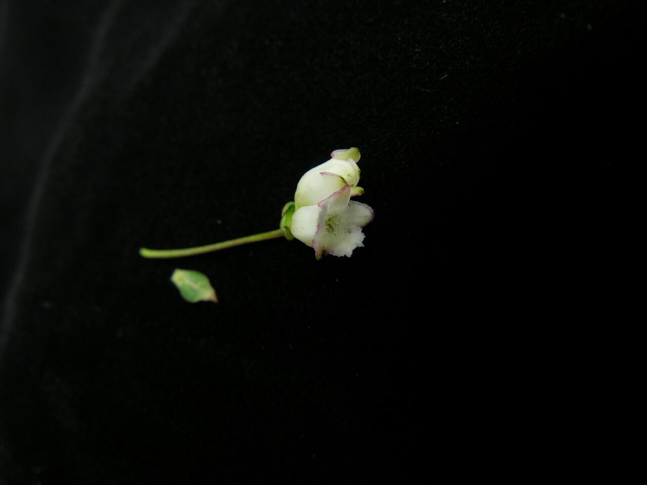 Lonicera angustifolia habit