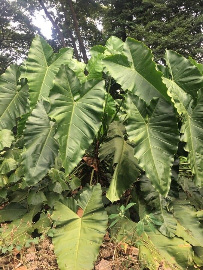 Thaumatophyllum solimoesense habit