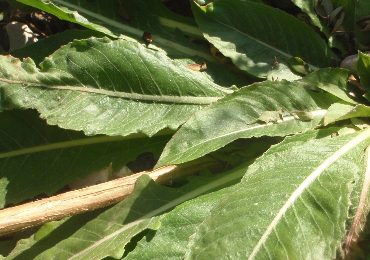 Oenothera stuchii — search result for 'Oenothera'