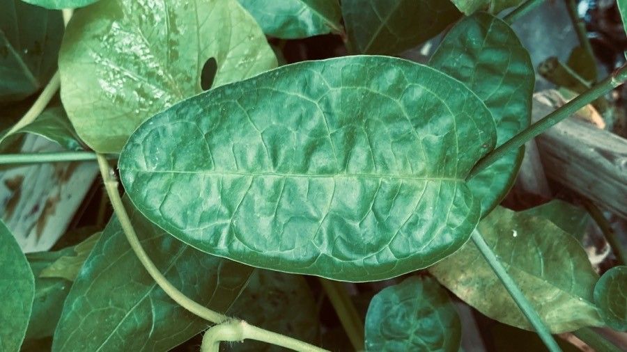 Plumbago indica leaf