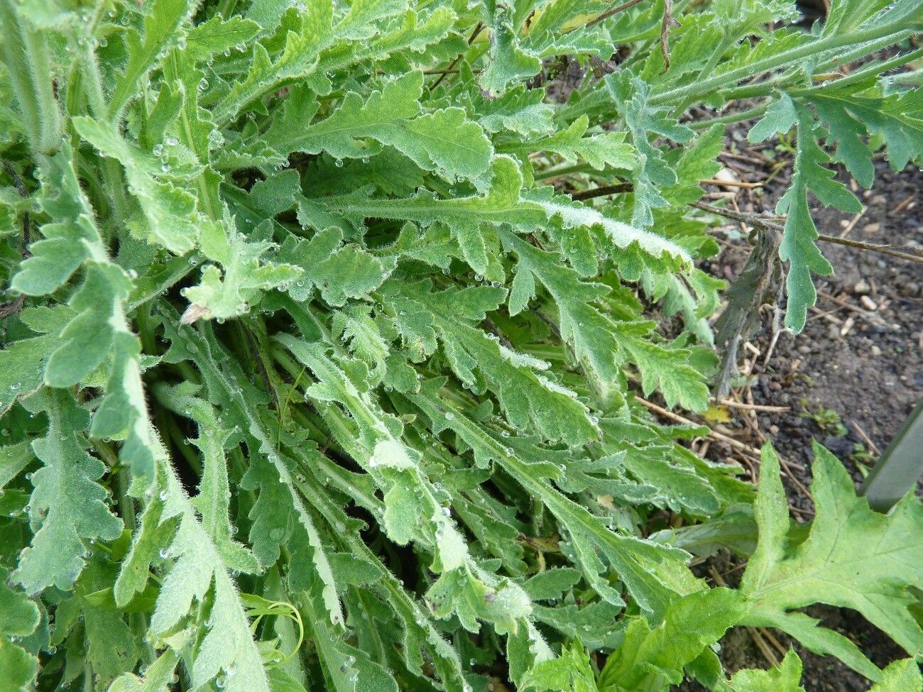 Papaver lateritium leaf