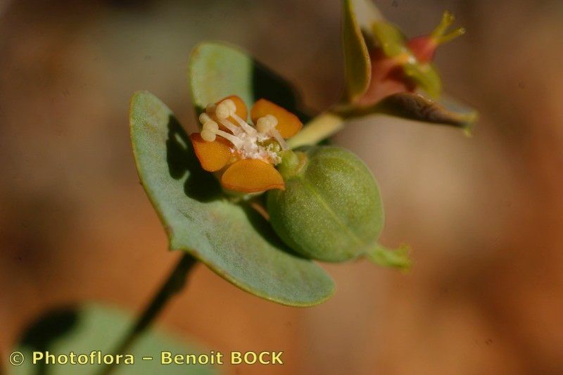 Euphorbia nevadensis fruit