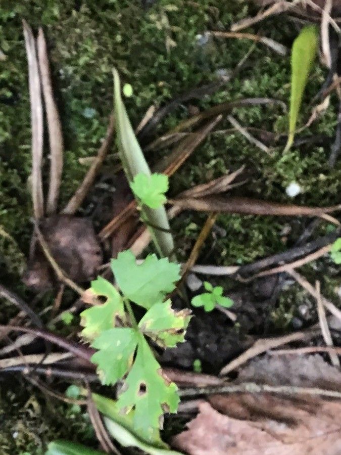Pimpinella siifolia leaf