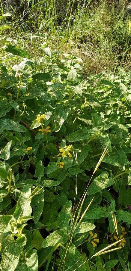 Phlomis viscosa — search result for 'Phlomis'