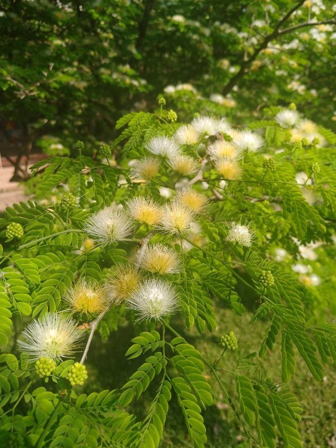 Chloroleucon tortum flower