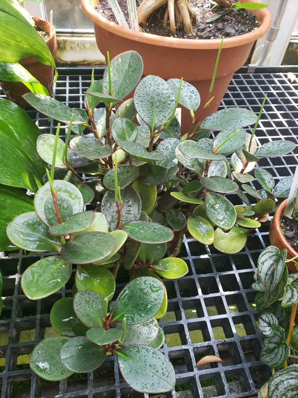 Peperomia magnifoliiflora habit