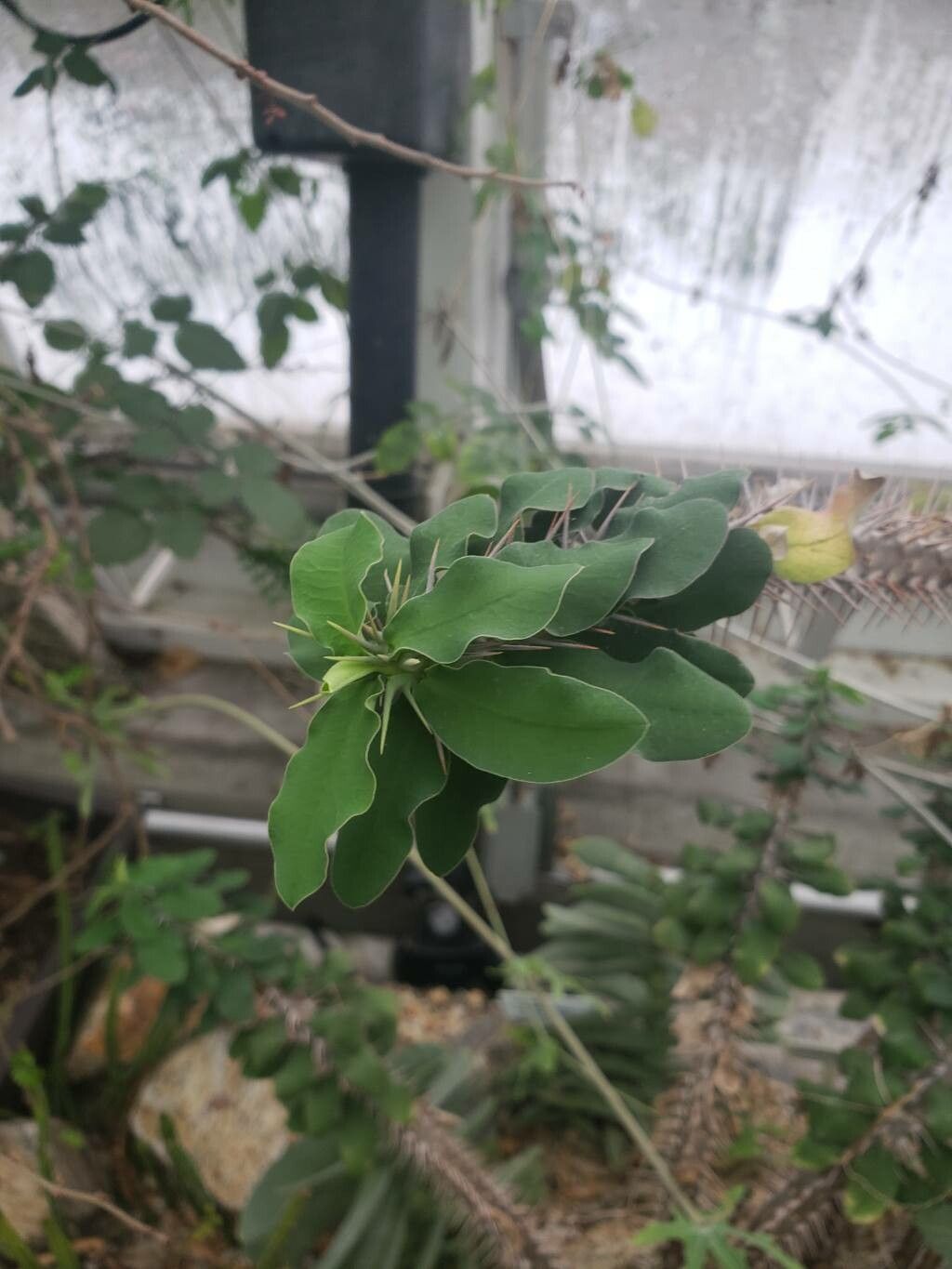 Euphorbia hofstaetteri — houseplant care guide