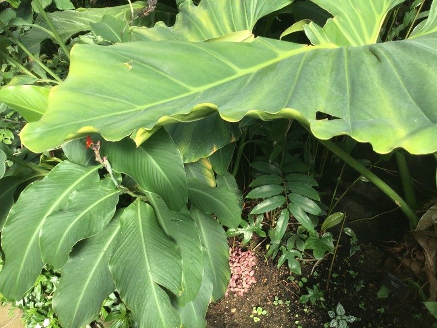 Philodendron giganteum leaf