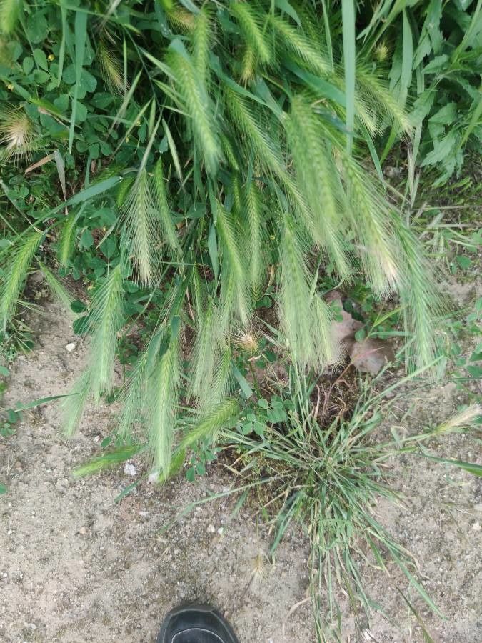 Dasypyrum villosum — search result for 'Turkmenistan'