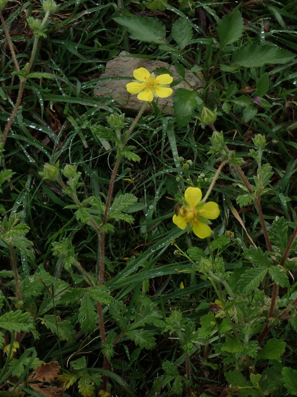 Potentilla griffithii habit