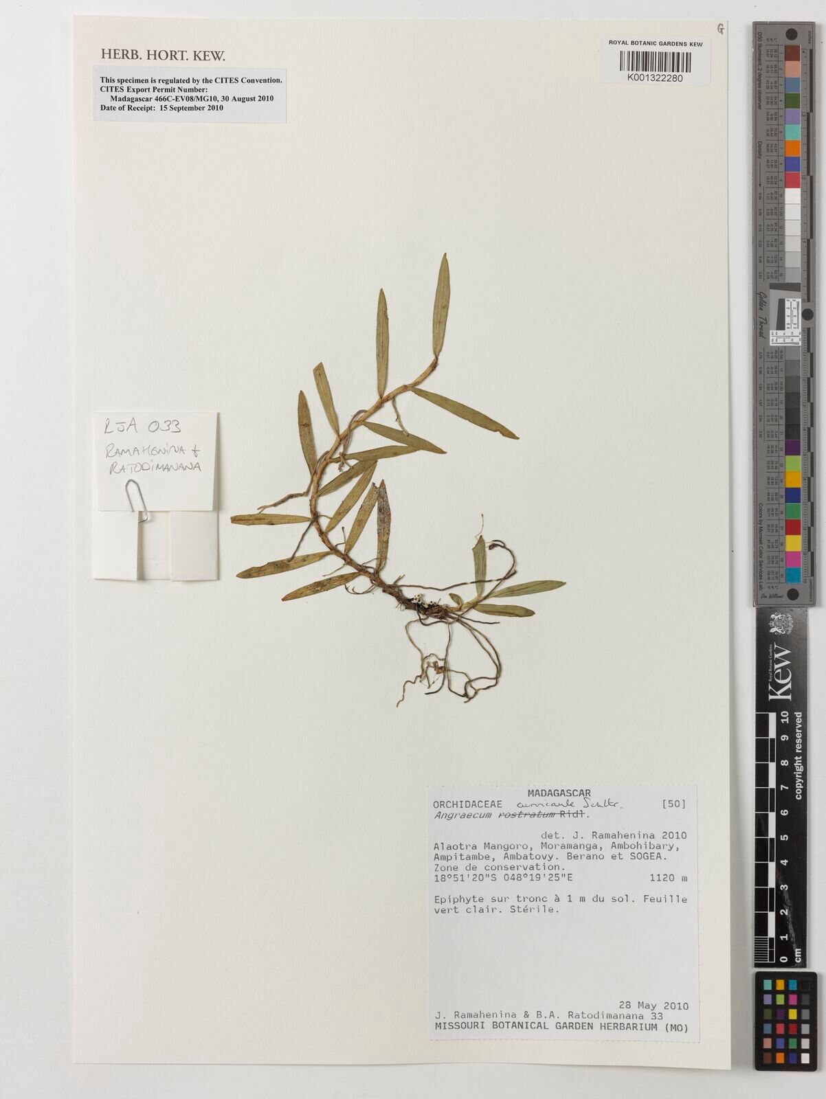 Angraecum curvicaule — houseplant care guide