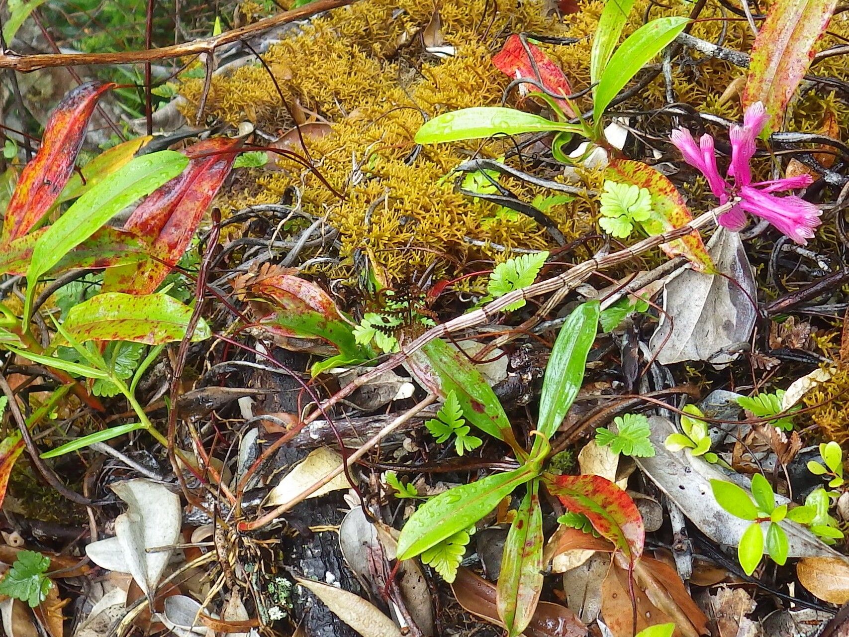 Dendrobium baeuerlenii habit