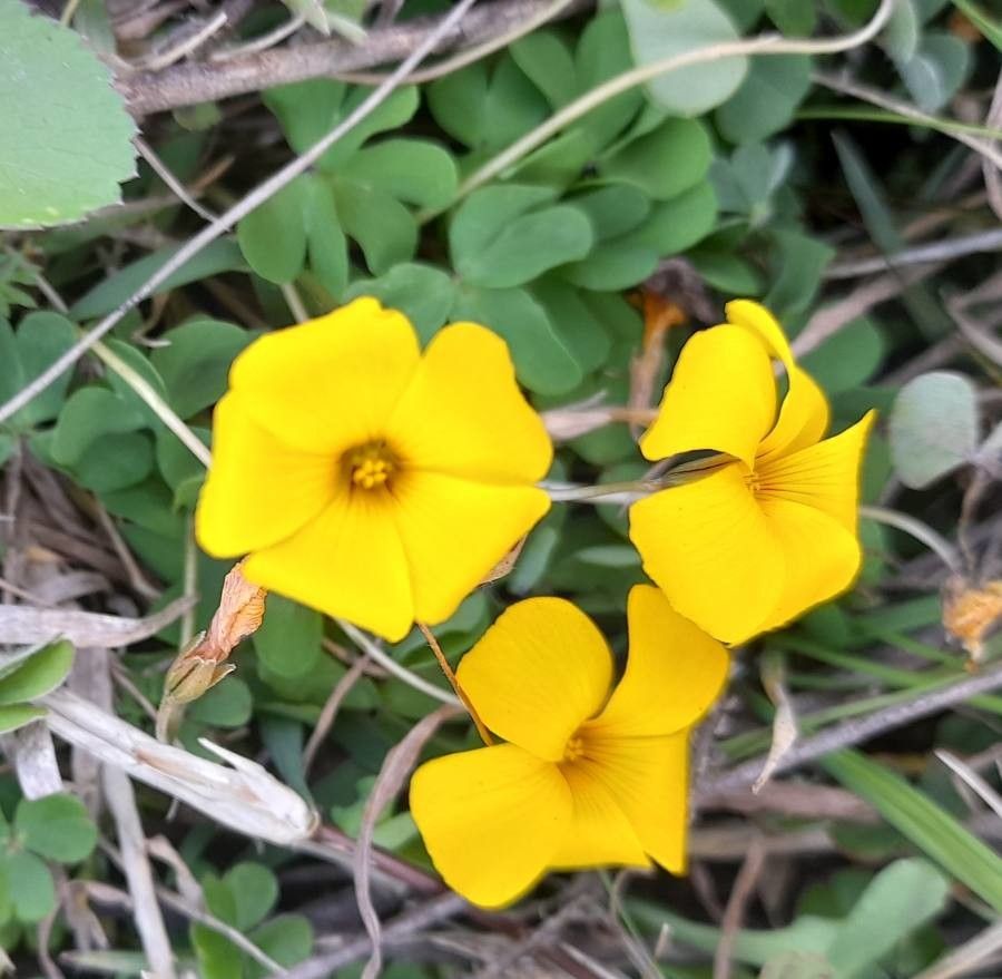Oxalis eriocarpa flower
