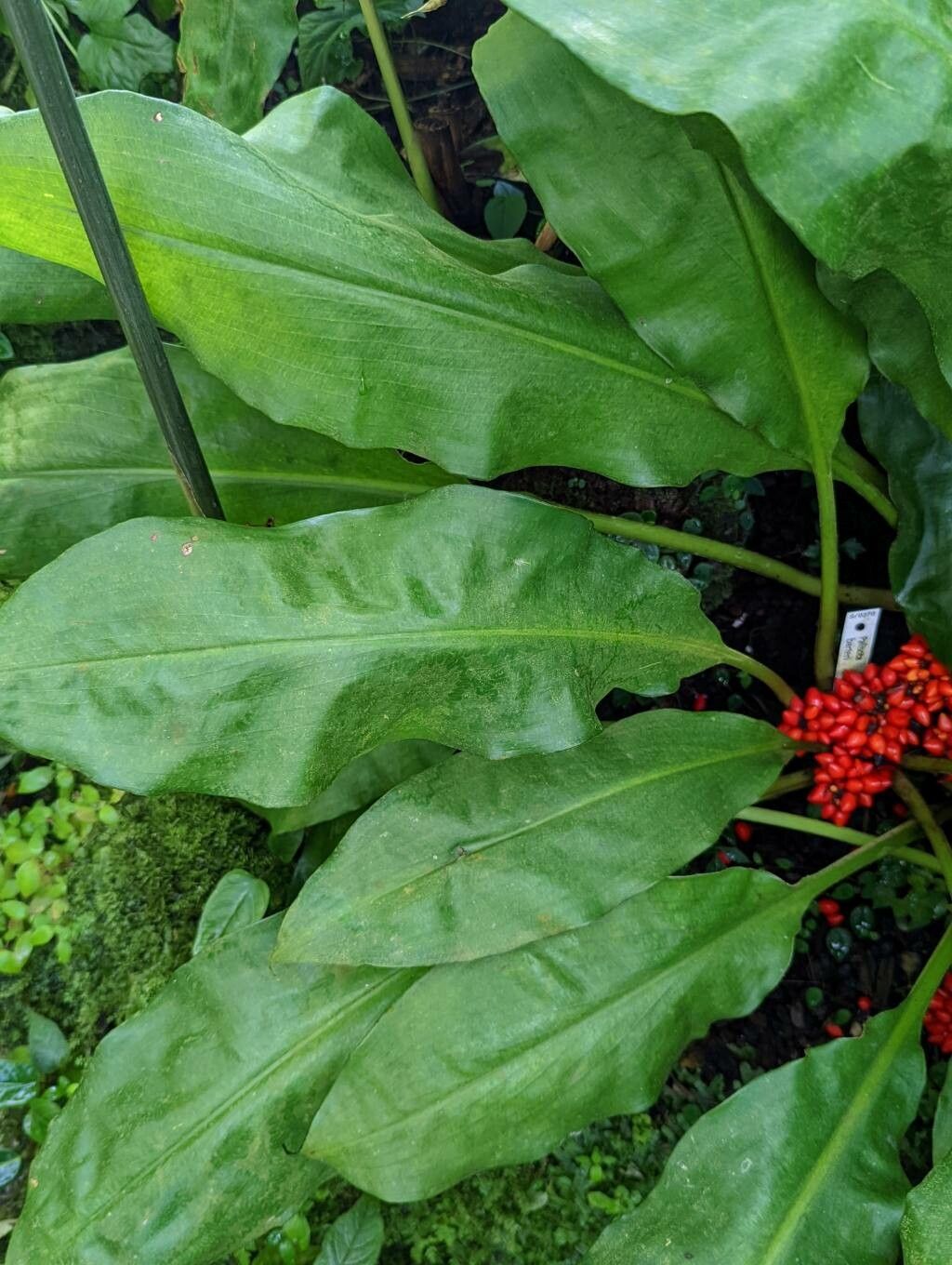 Palisota barteri — search result for 'Commelinaceae'