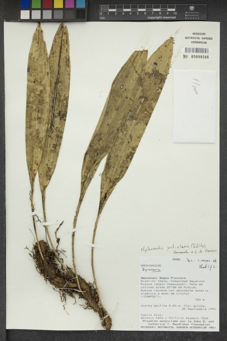 Maxillaria petiolaris — houseplant care guide