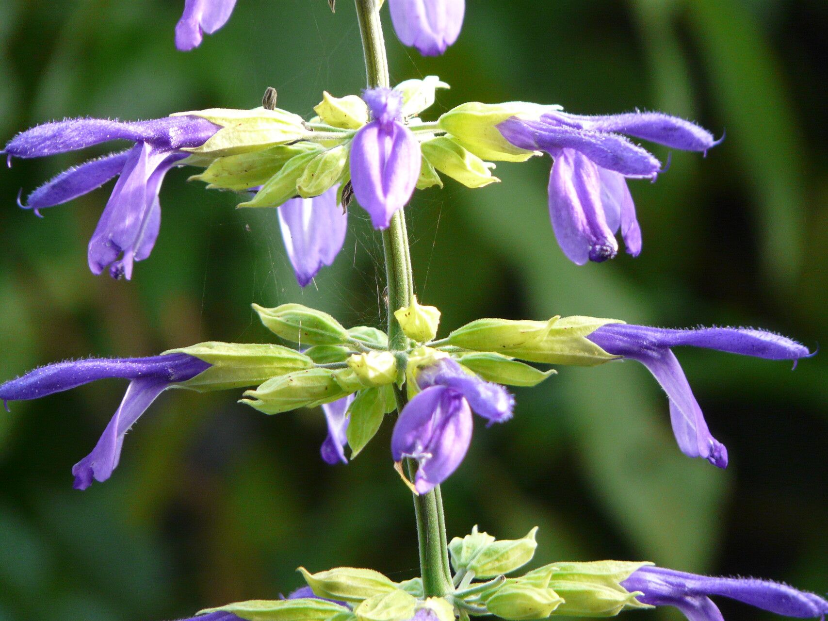 Salvia mexicana — houseplant care guide