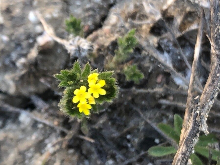 Neatostema apulum flower