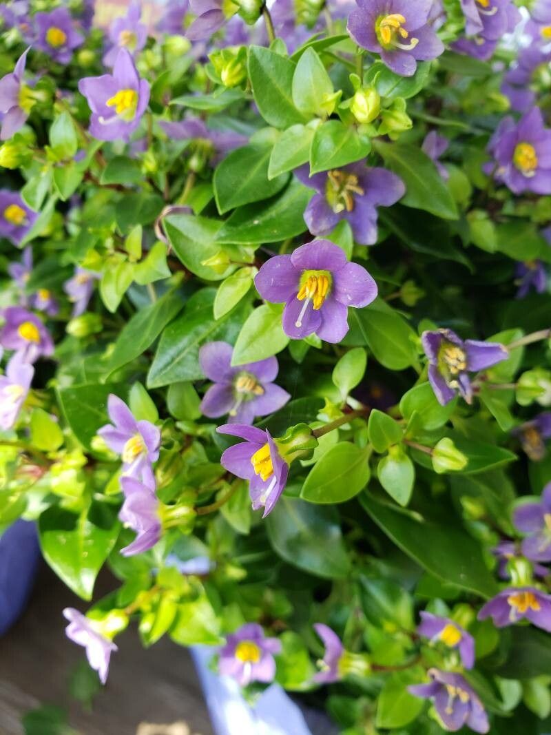 Exacum affine flower