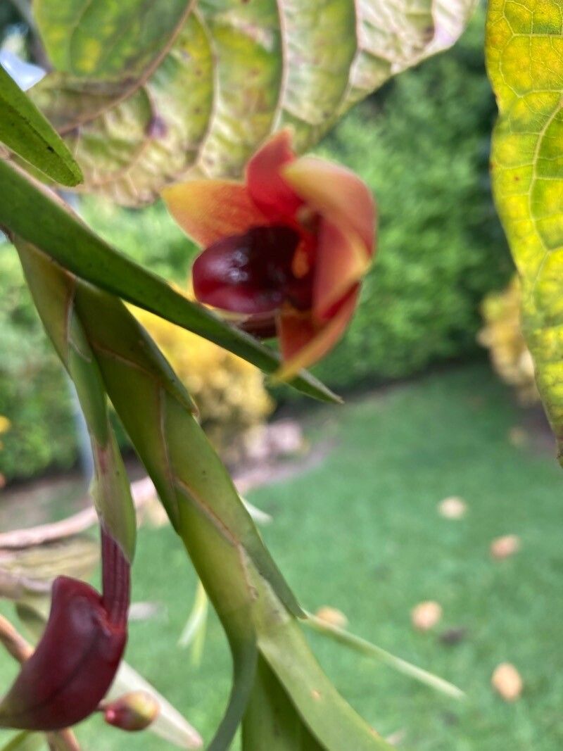 Maxillariella procurrens flower