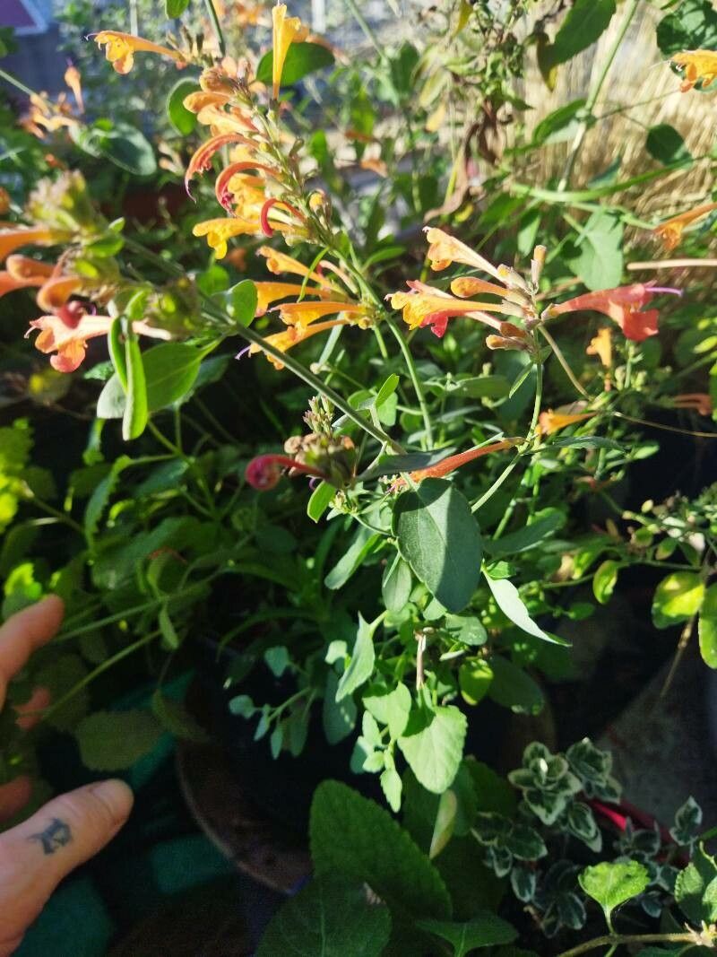 Agastache rupestris habit