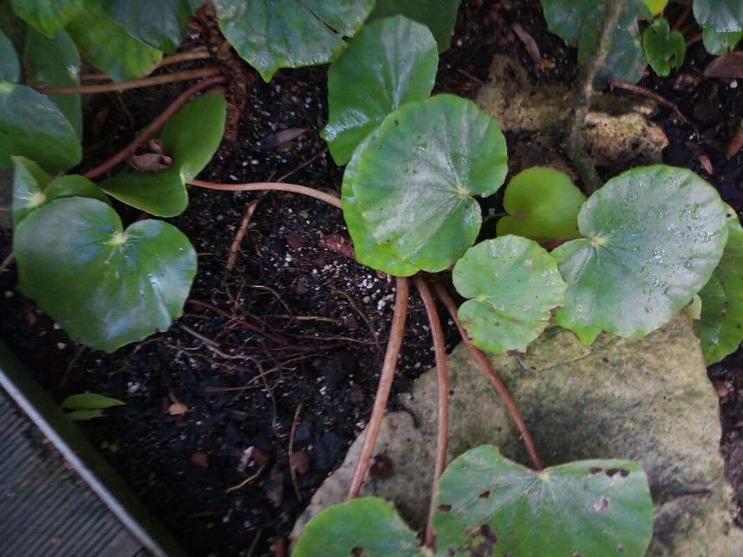 Begonia floccifera — houseplant care guide