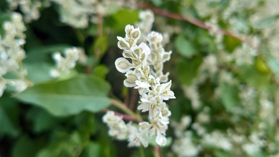 Fallopia baldschuanica flower