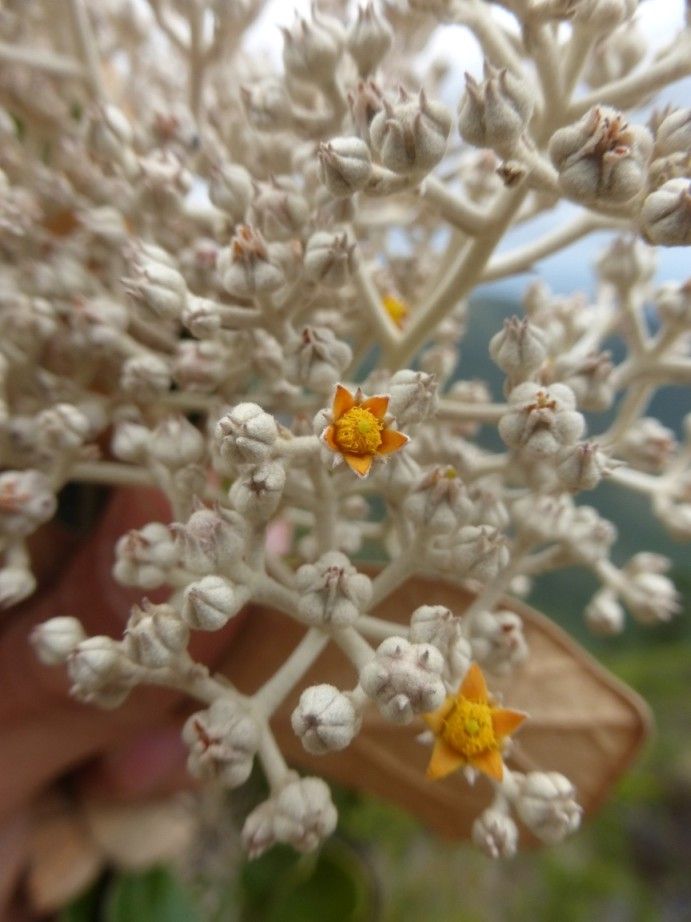Argophyllum brevistylum — related species from the same genus