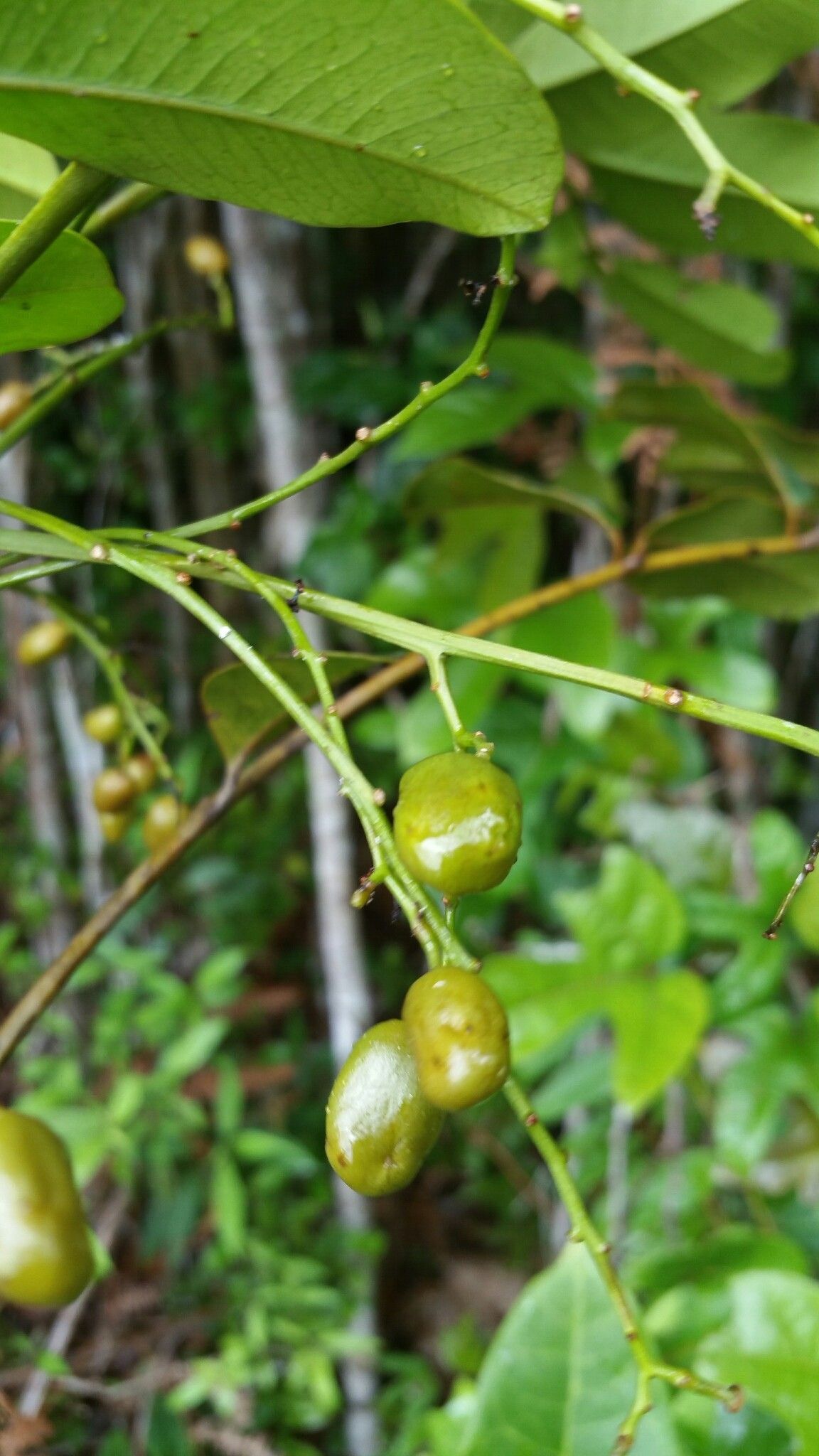 Poupartia chapelieri fruit