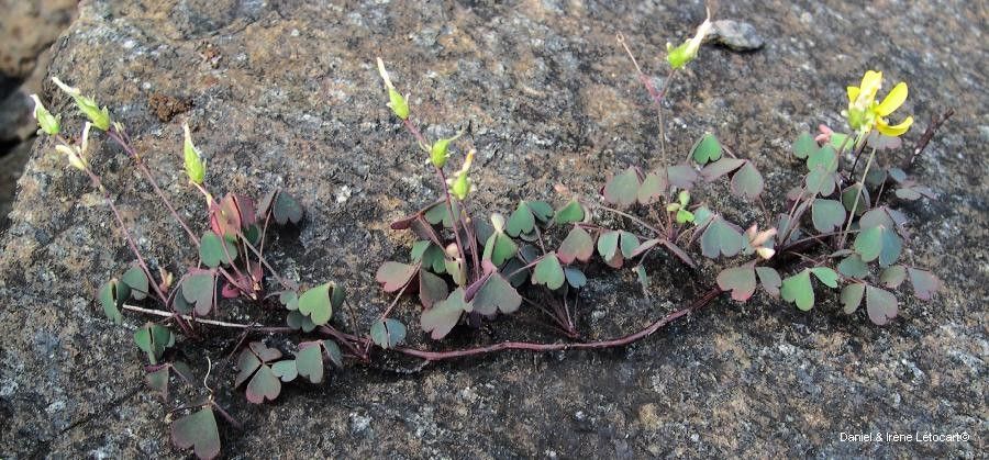 Oxalis novae-caledoniae habit
