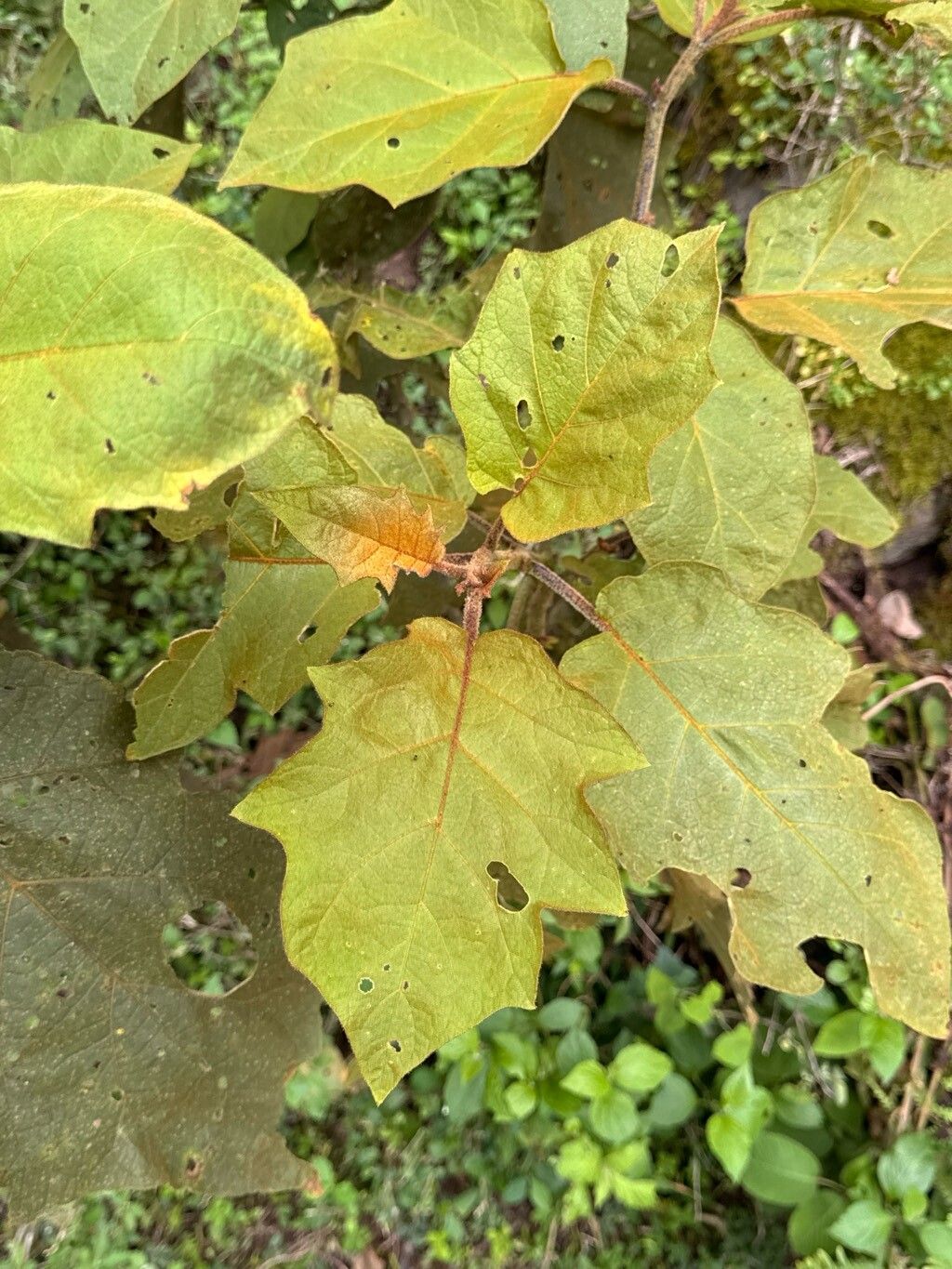 Solanum ferrugineum — houseplant care guide