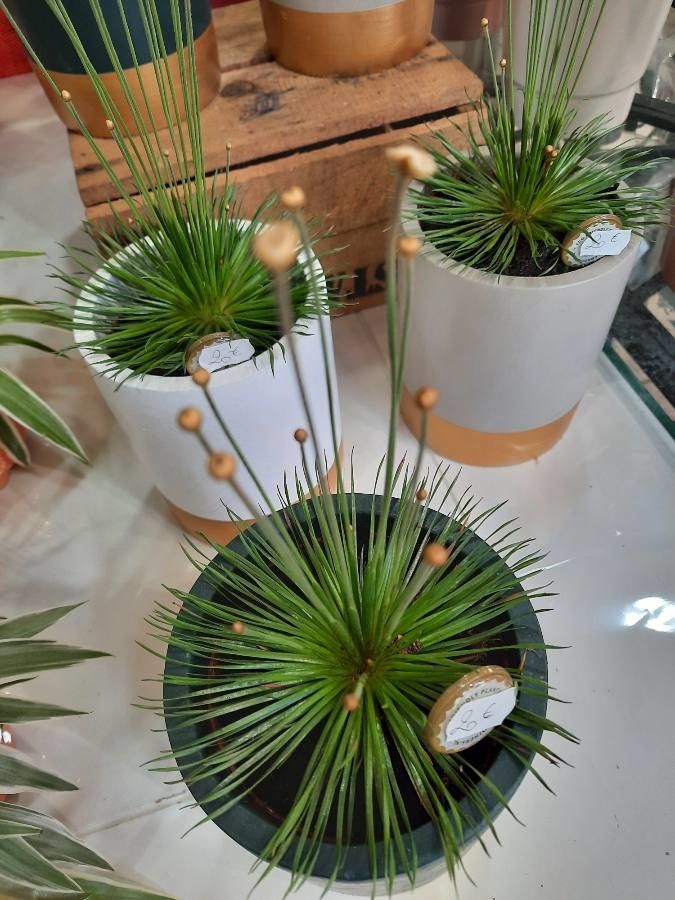 Syngonanthus chrysanthus — houseplant care guide