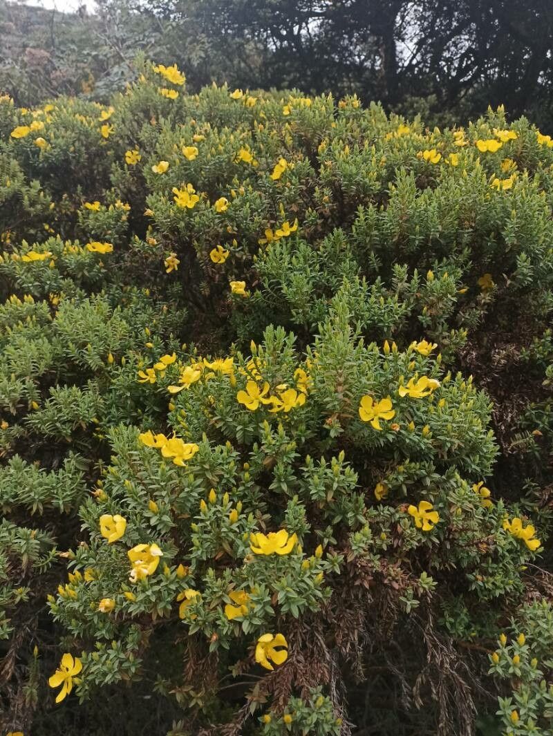 Hypericum irazuense habit