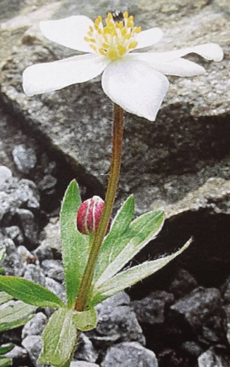 Anemonastrum demissum flower