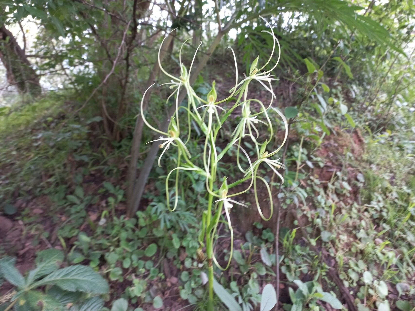 Habenaria cirrhata — houseplant care guide
