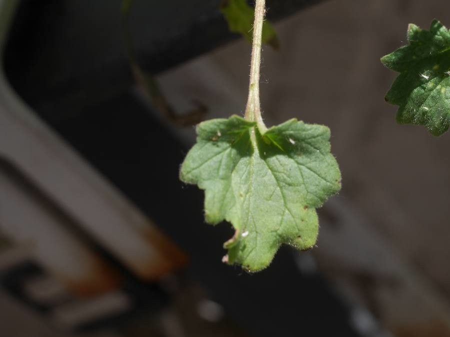 Phacelia parryi leaf