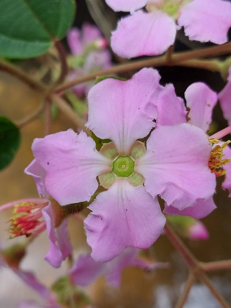 Dichaetanthera altissima flower