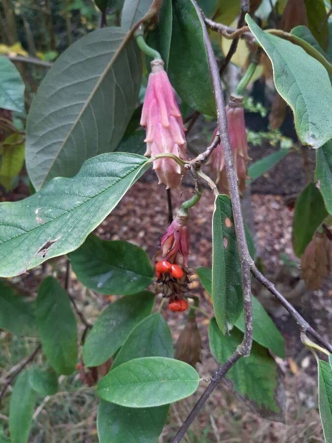 Magnolia wilsonii fruit