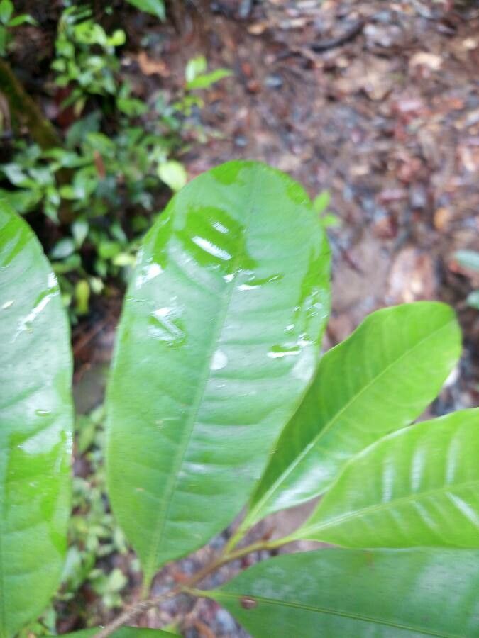 Iryanthera sagotiana leaf