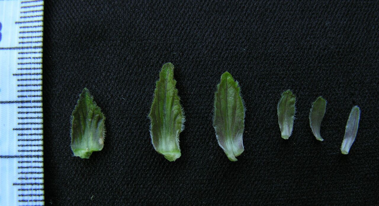 Eranthemum purpurascens habit