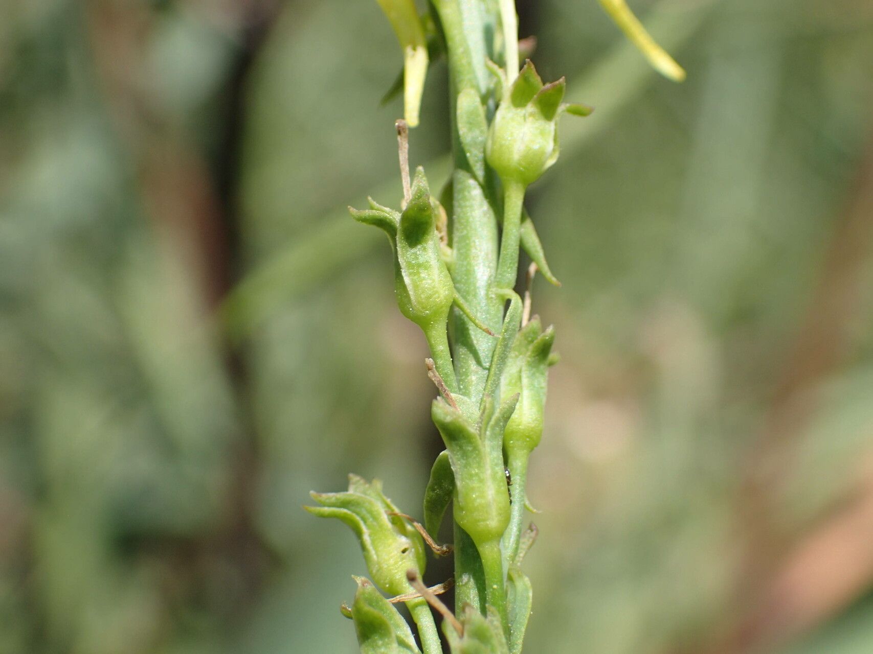 Linaria angustissima fruit