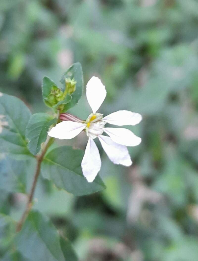 Cuphea campylocentra flower