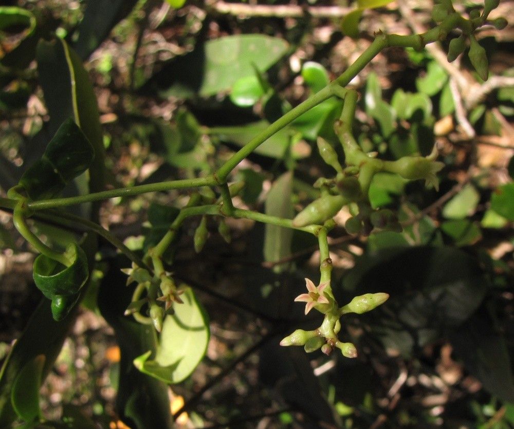 Parsonsia populifolia habit