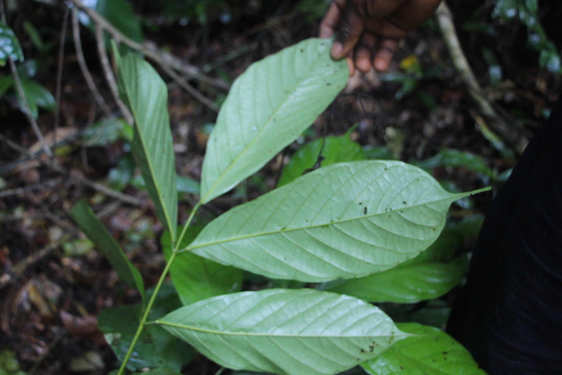 Millettia barteri leaf