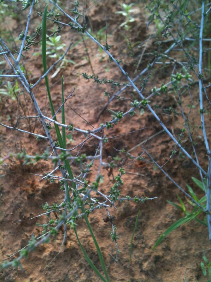 Krameria ramosissima habit